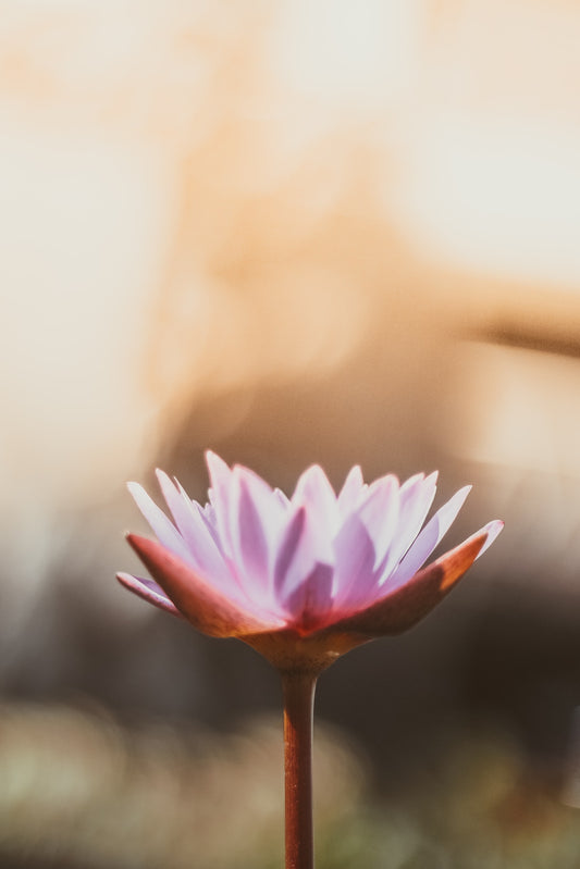 The Seven Factors of enlightenment