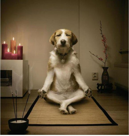 Perché durante la meditazione penso ancora di più? La risposta potrebbe sorprenderti